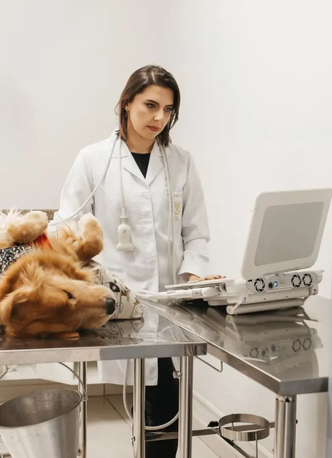 Dra. Fernanda Magrini durante exame de ultrassonografia em um cão